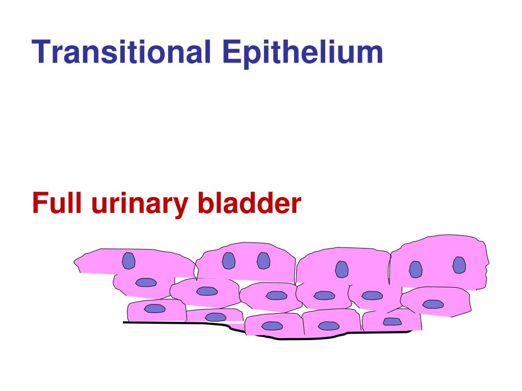 <p>apical cells are squamous; thicker and more multi-layered more stretched out and less stratified </p>