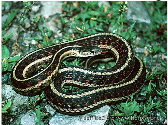 <p>common garter snake </p><ul><li><p>yellow lateral stripes on 2<sup>nd </sup>and 3<sup>rd</sup> scale rows </p></li><li><p>black/brown, belly cream/gray with no pattern</p></li><li><p>scales <u>keeled,</u> anal plate <u>undivided </u></p></li><li><p>labial scales <u>mostly unmarked </u></p></li></ul><p></p>