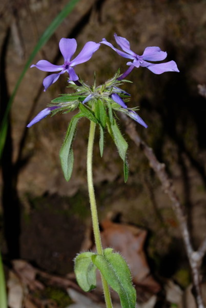<p>12" tall; colonizing habit</p><p>leaves: opposite; clasp stem; 2-3"; lanceolate;</p><p>blooms: fused petals; elongated corolla tube; terminal flower cluster; early bloom;</p>