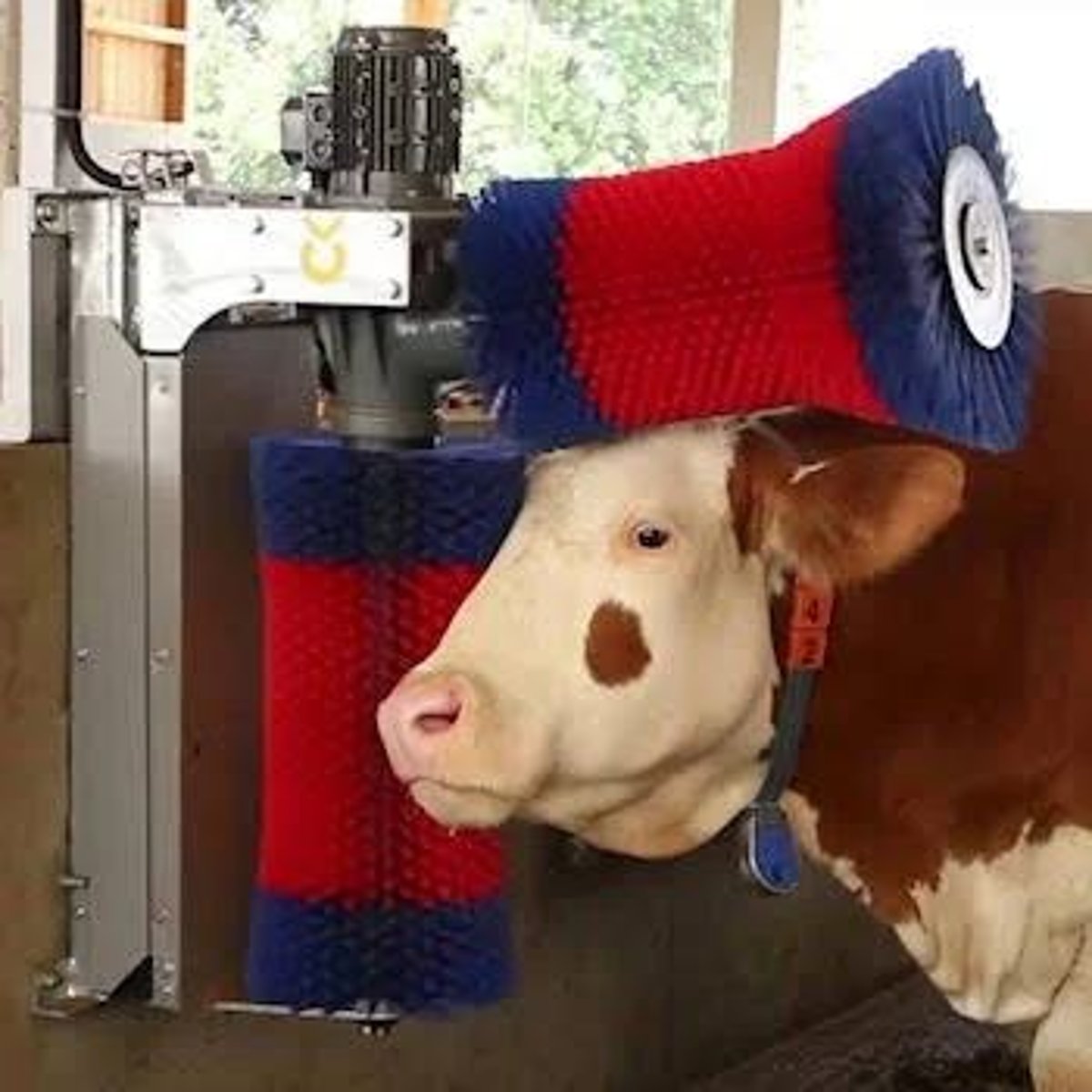 <p>Grooming aids improve welfare and milk yield.</p>
