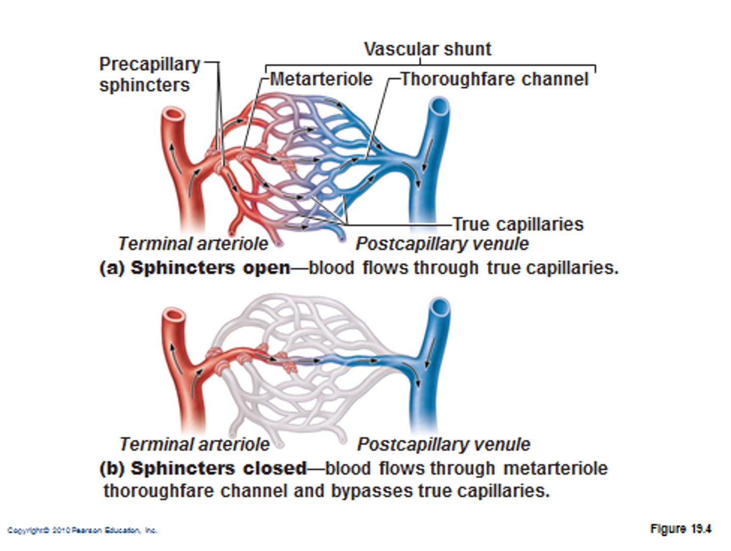 <p>constriction or dilation of upstream arterioles or by precapillary sphincters</p>