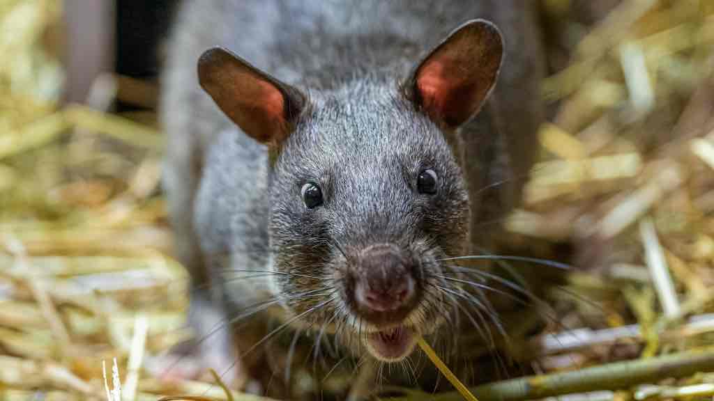 <p>Krysa obrovská (Cricetomys gambianus)</p><p>Třída: savci (Mammalia)</p><p>Řád: hlodavci (Rodentia)</p>