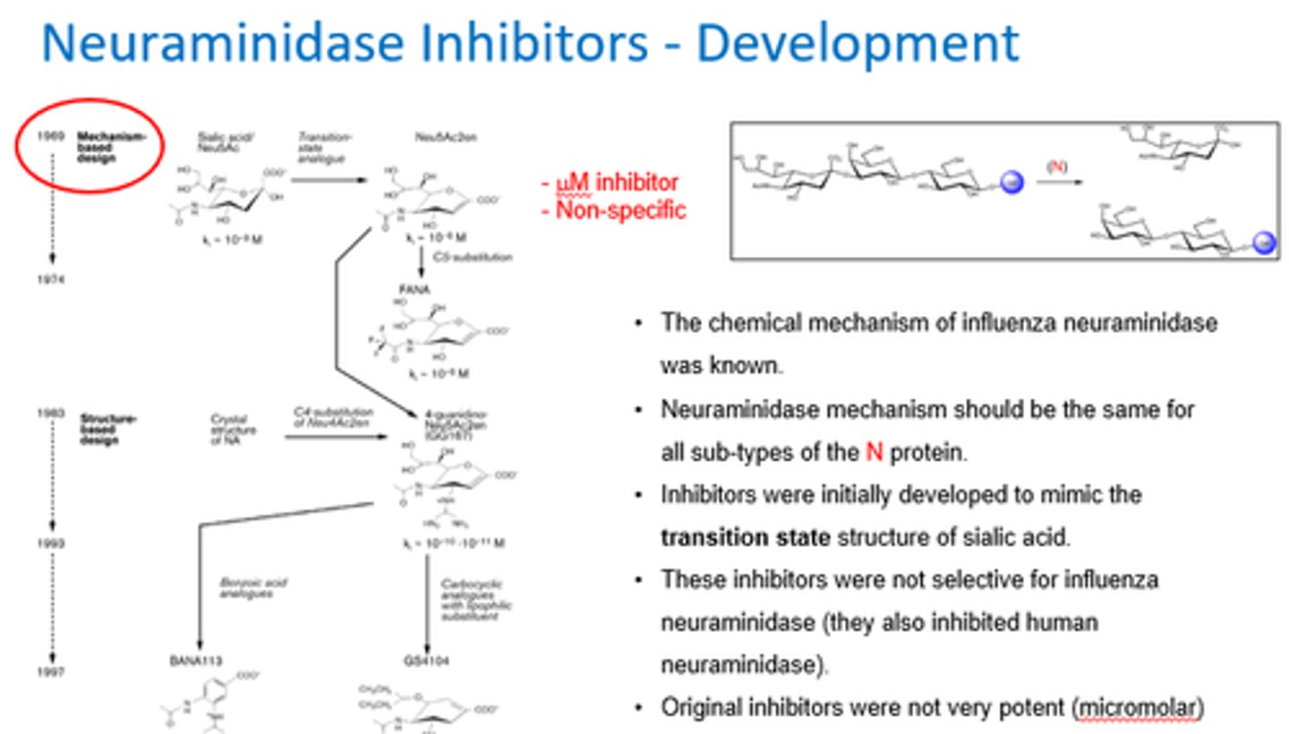 <p>- We knew MoA of neuraminidase (same for all subtypes).</p><p>- Inhibitors tried to mimic the transition state structure of sialic acid.</p><p>- Non-specific inhibitors.</p>