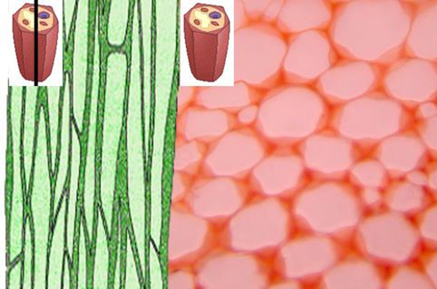 <p>More rigid primary cell walls, NO secondary cell walls, Important in supporting young plants and stems of NON-woody plants (herbaceous plants), Capable of ELONGATION</p>