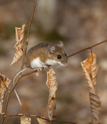 <p>White-footed deermouse</p>