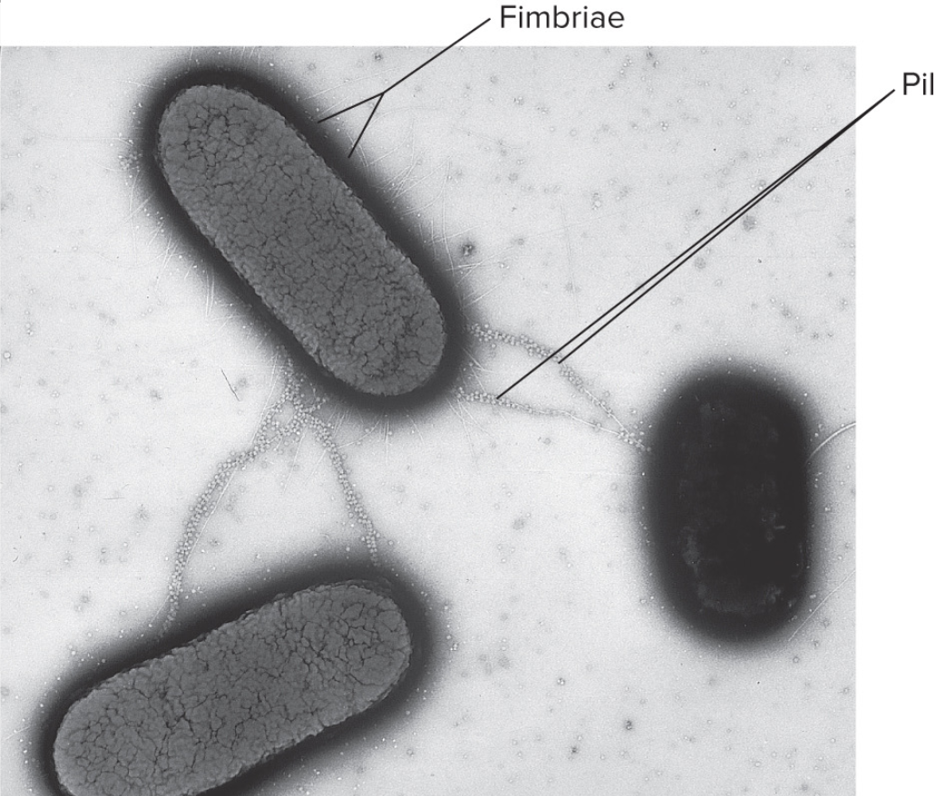 <p>Rigid tube structure made of pilin protein</p>