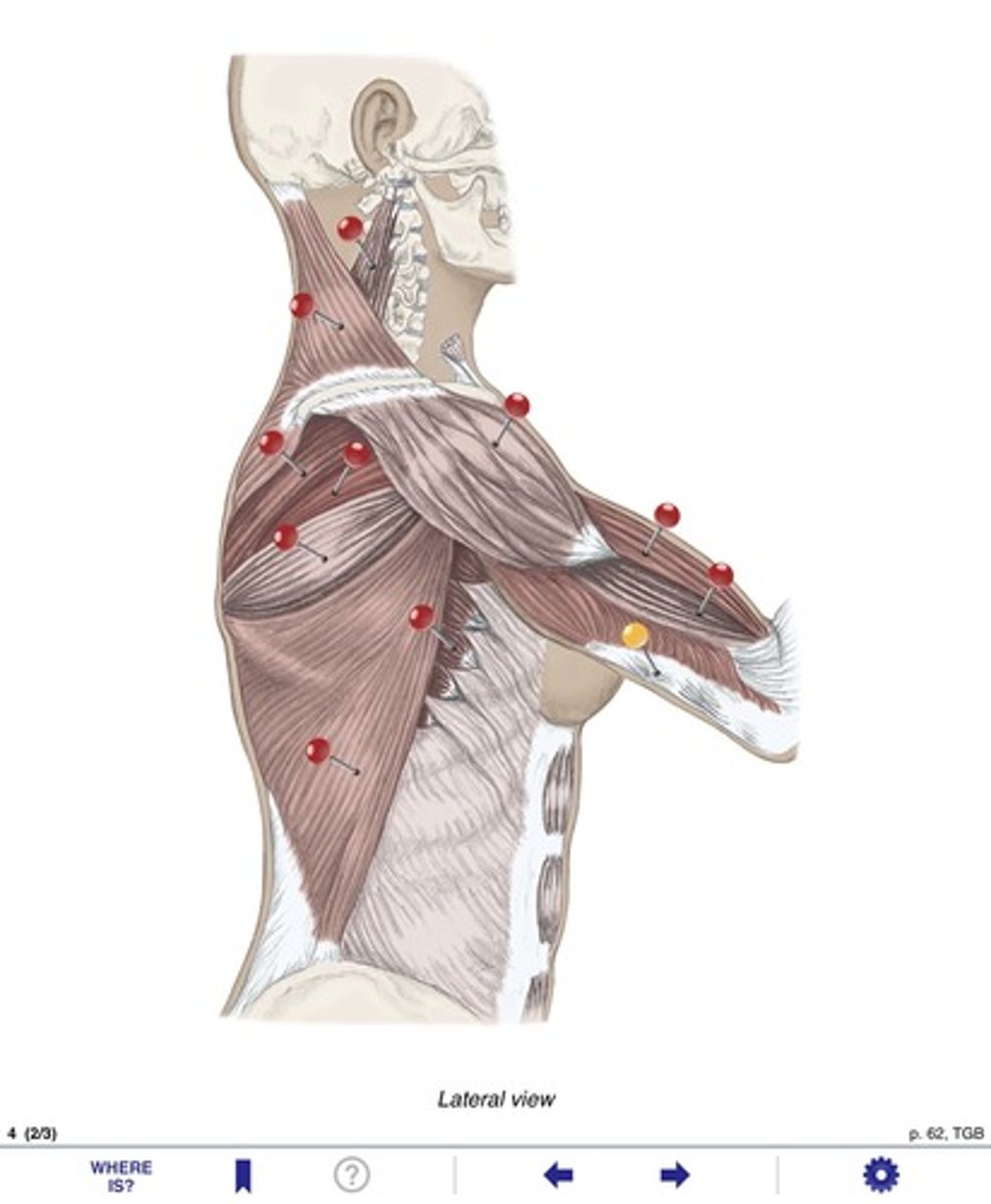 <p>Name the muscle at the yellow pin</p>