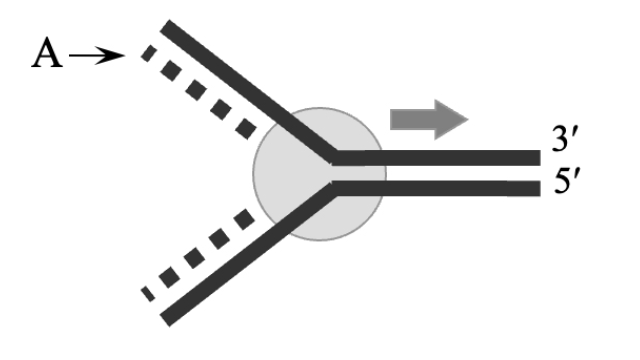 <p>A replication fork is shown schematically below. The strand labeled A is</p><p>called the __________________ strand.</p>