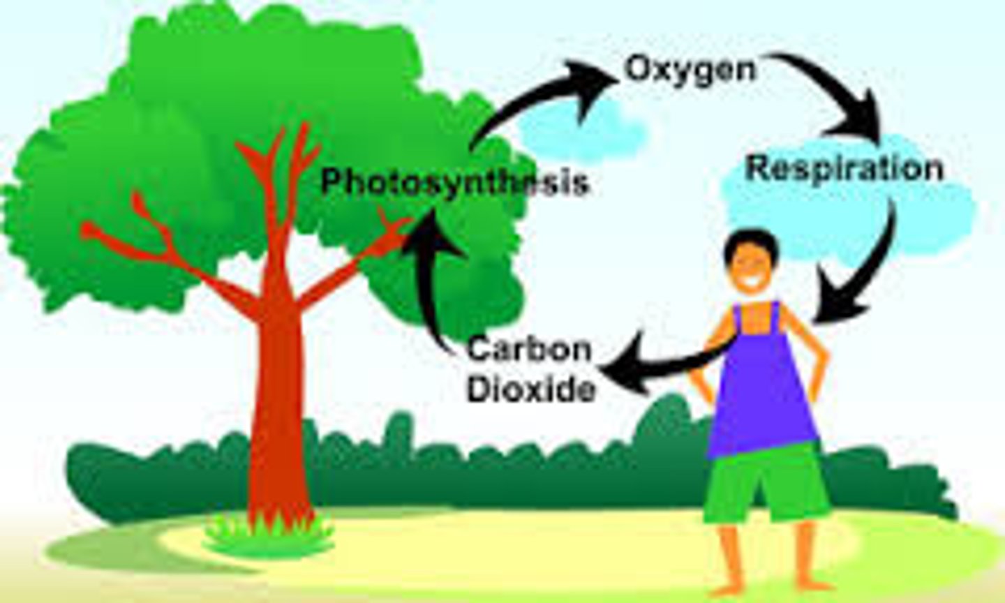 <p>Gas produced during photosynthesis.</p>