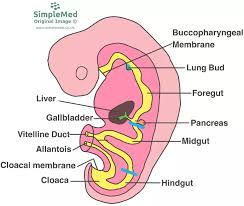 <ul><li><p>forms the rest of the mature pharynx</p></li></ul><p></p>