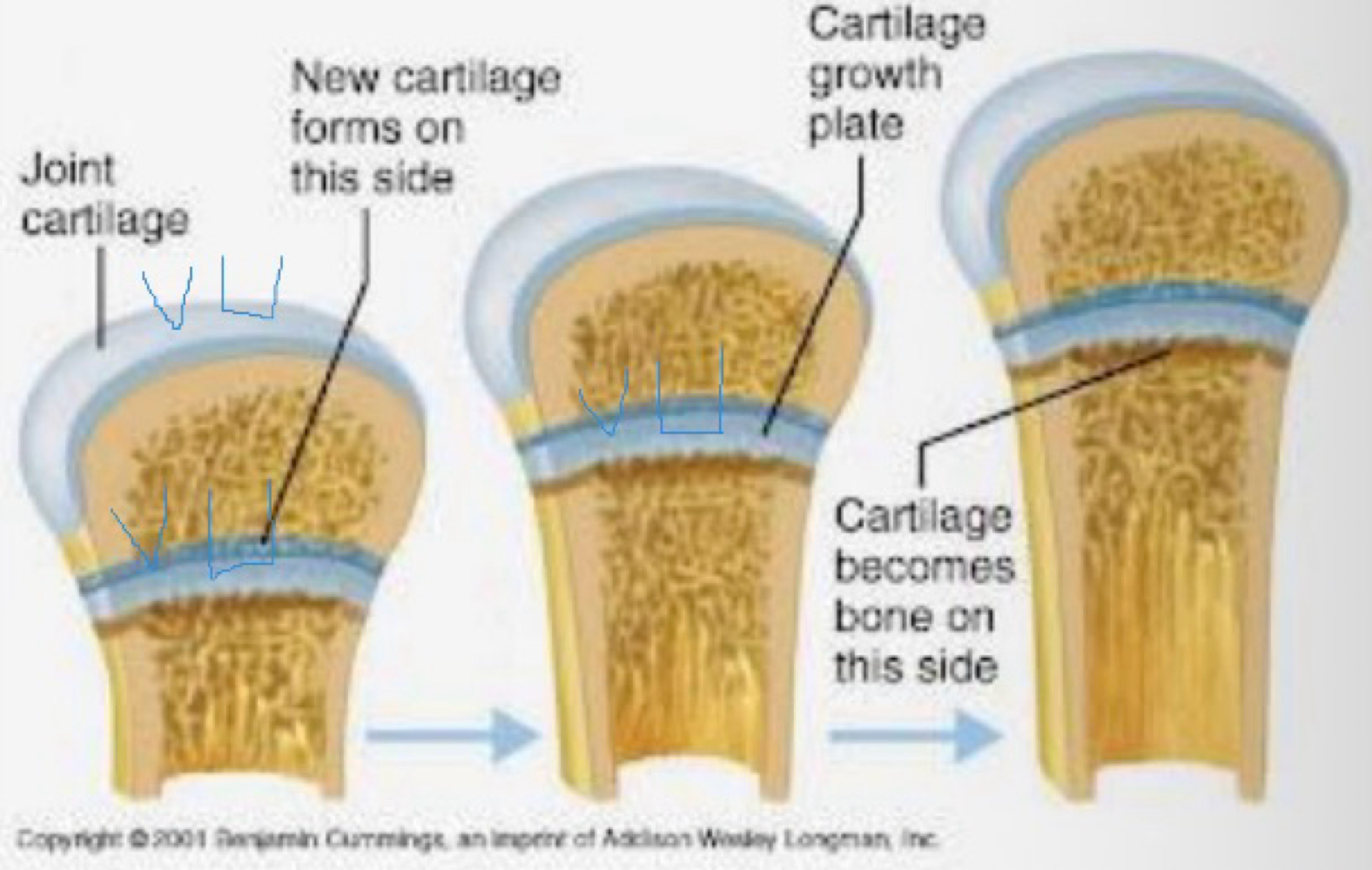 <p>endochondral ossification, appositional growth&nbsp;</p>