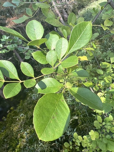 What is this plant?
