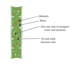 <p>Water and mineral ions, hollow dead cells with walls of lignin, transports its substances in one direction (up).</p>