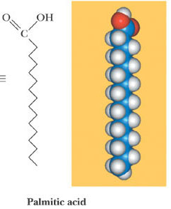 <p><span>Fatty Acids</span></p>