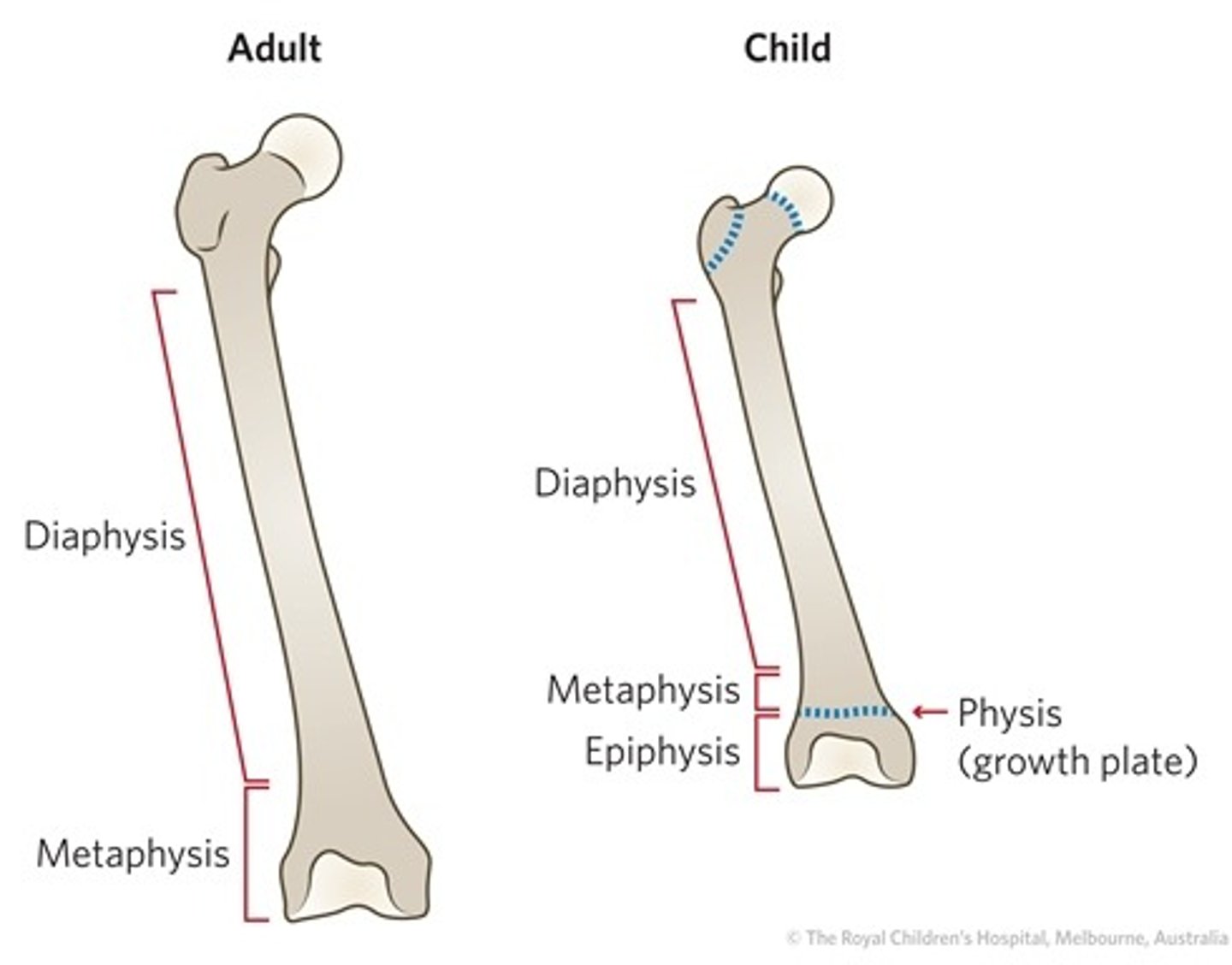 <p>epiphysis, metaphysis, diaphysis, physis (growth plate)</p>