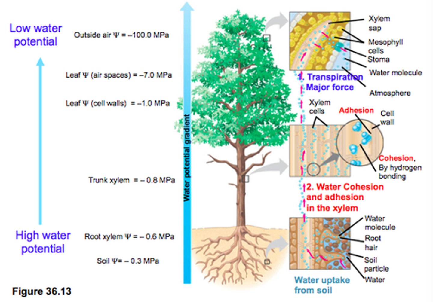<p>Water flows upward due to the low water potentials relative to the high water potentials in soil.</p>