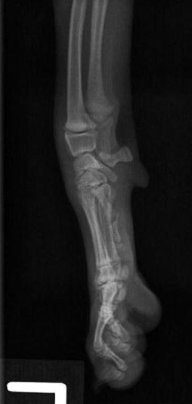 <p>what radiograph view of the carpal joint is shown?</p>