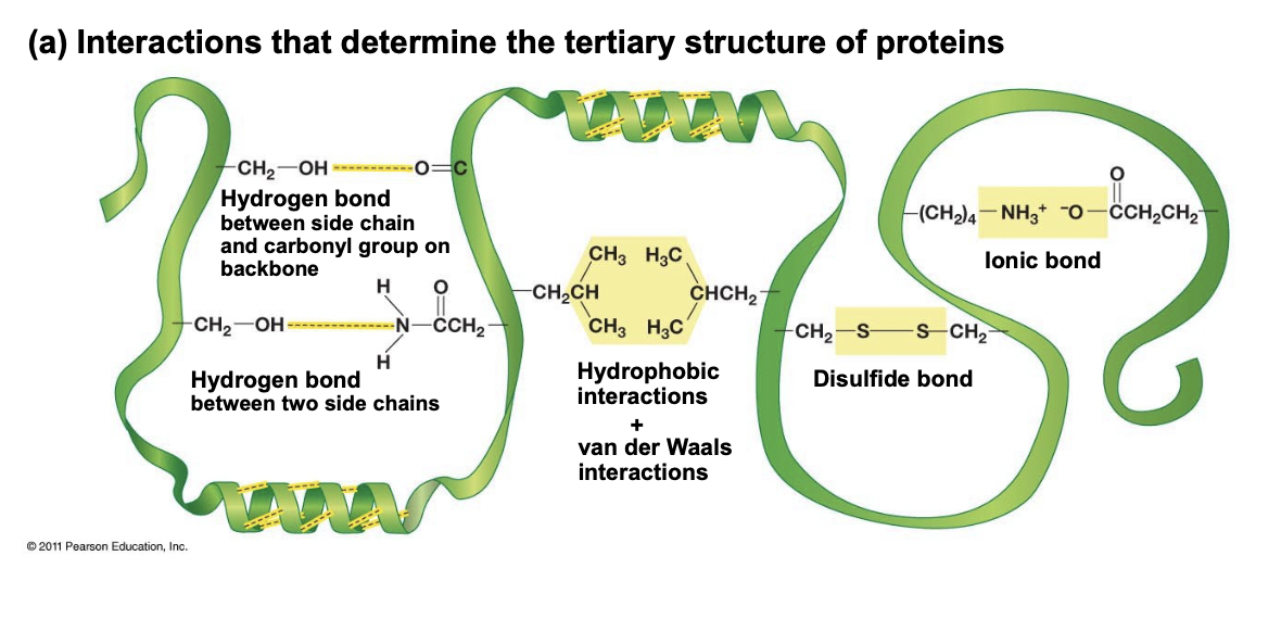 <ul><li><p>Overall 3D shape of polypeptide, final folding</p></li><li><p>Occurs due to side chain interactions</p></li><li><p>Interactions like: H-bonds between 2 chains, hydrophobic and van Der Waals interactions etc.</p></li></ul>