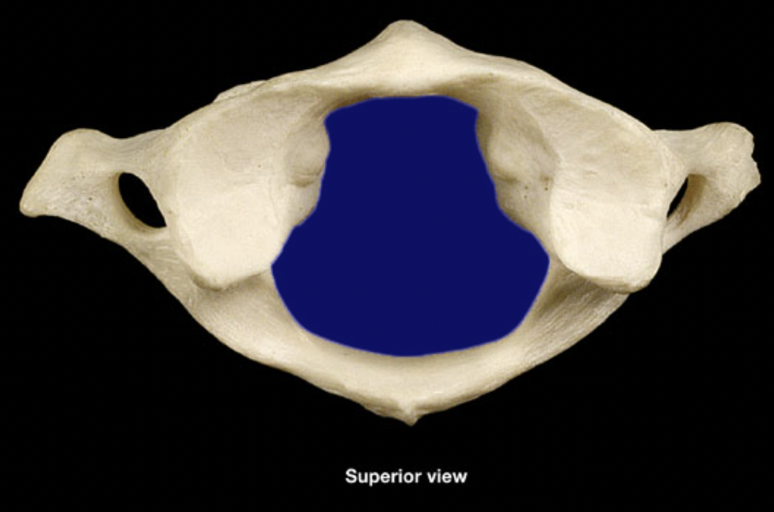 <p>(top - anterior)</p>