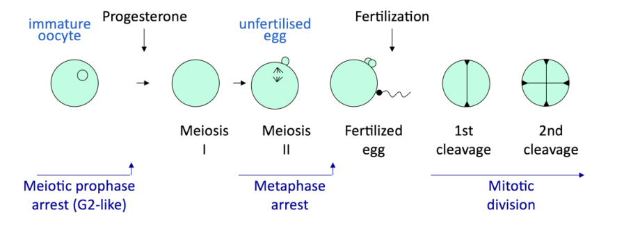 <p>INn meiosis</p>
