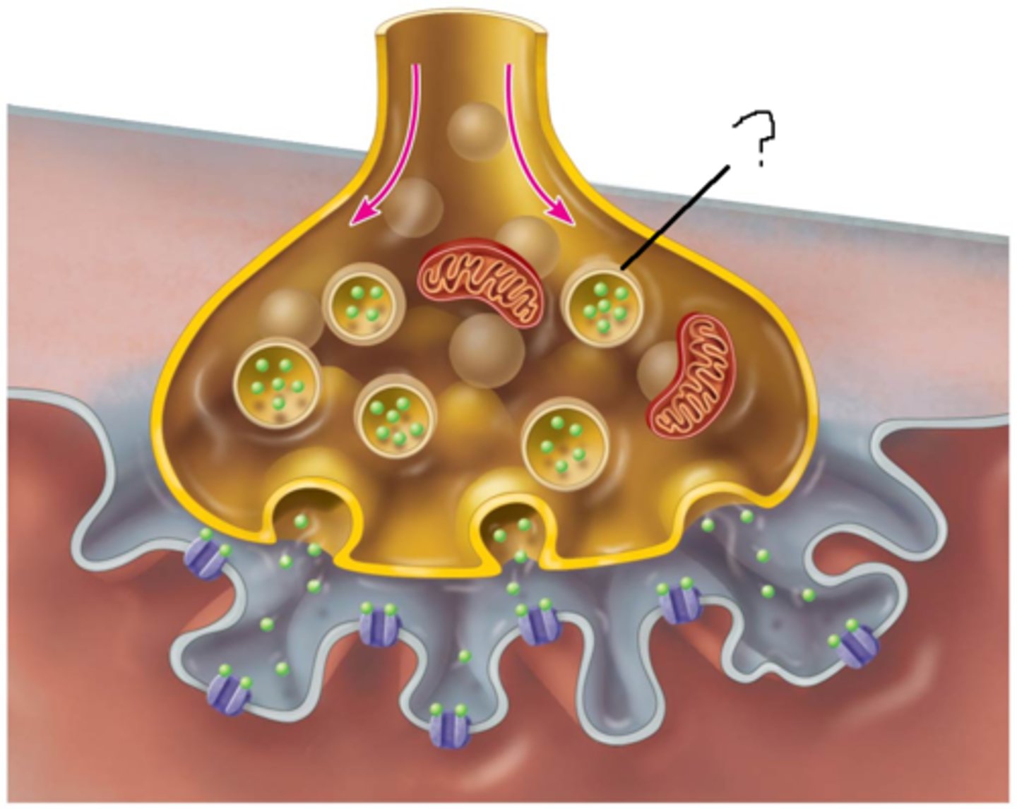 <p>Neurotransmitters are held within the neuron in what structures?</p>