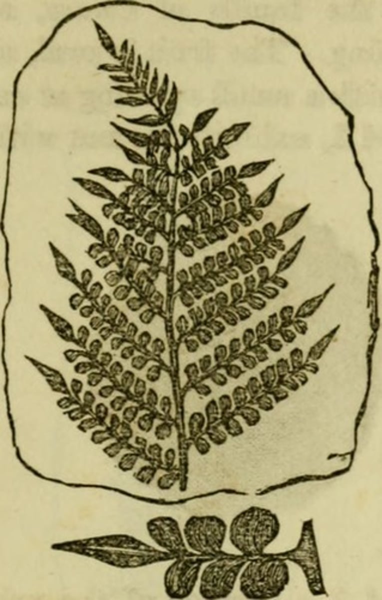 <p>seeds + fern-like fronds: somewhat look like cycads or tree ferns. Seed fern is not a tree fern</p>