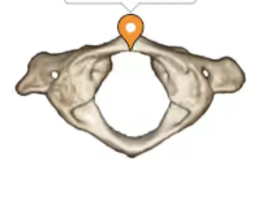 <p>smooth part on the anterior arch</p>