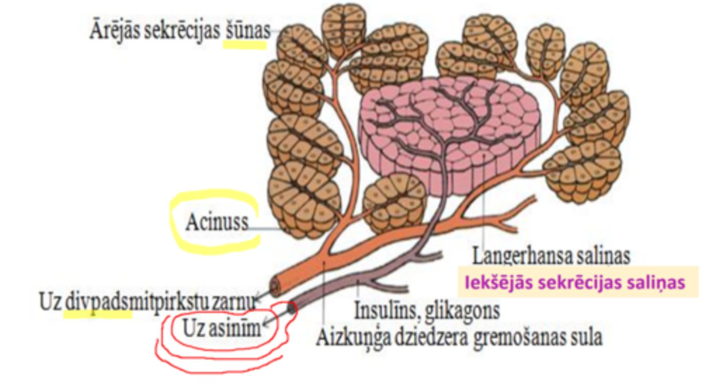 <p>ārējās un iekšējās sekrēcijas šūnas</p>