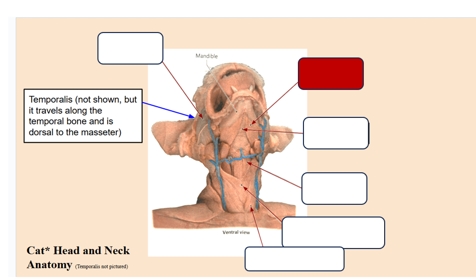 <p>Label the muscle</p>