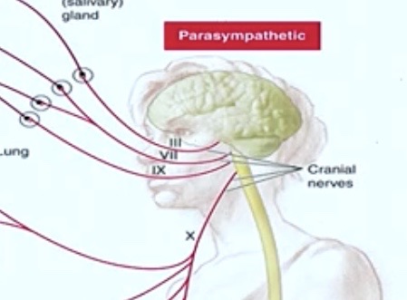 <p><strong>#10 Vagus Nerve </strong>( X )</p>