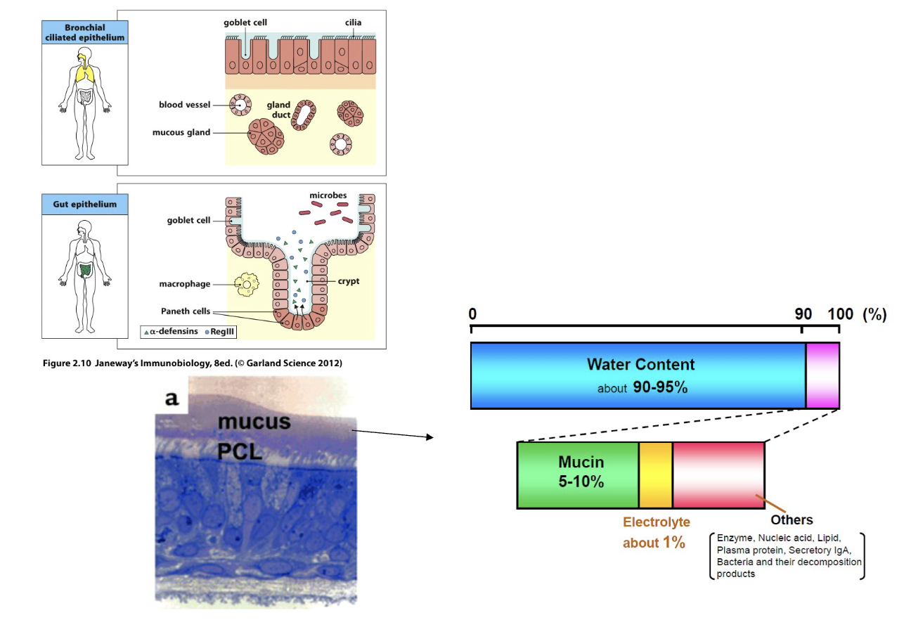 <ul><li><p><strong>Mucosal surfaces</strong></p><ul><li><p>Covered with <strong>mucus + water</strong>, supporting microbiota growth</p></li><li><p>Contain <strong>mucin</strong> (traps microbes)</p></li><li><p>Rich in <strong>antibacterial + antimicrobial peptides</strong></p></li><li><p>Have <strong>enzymes</strong> that break down pathogens</p></li></ul></li></ul><p></p>
