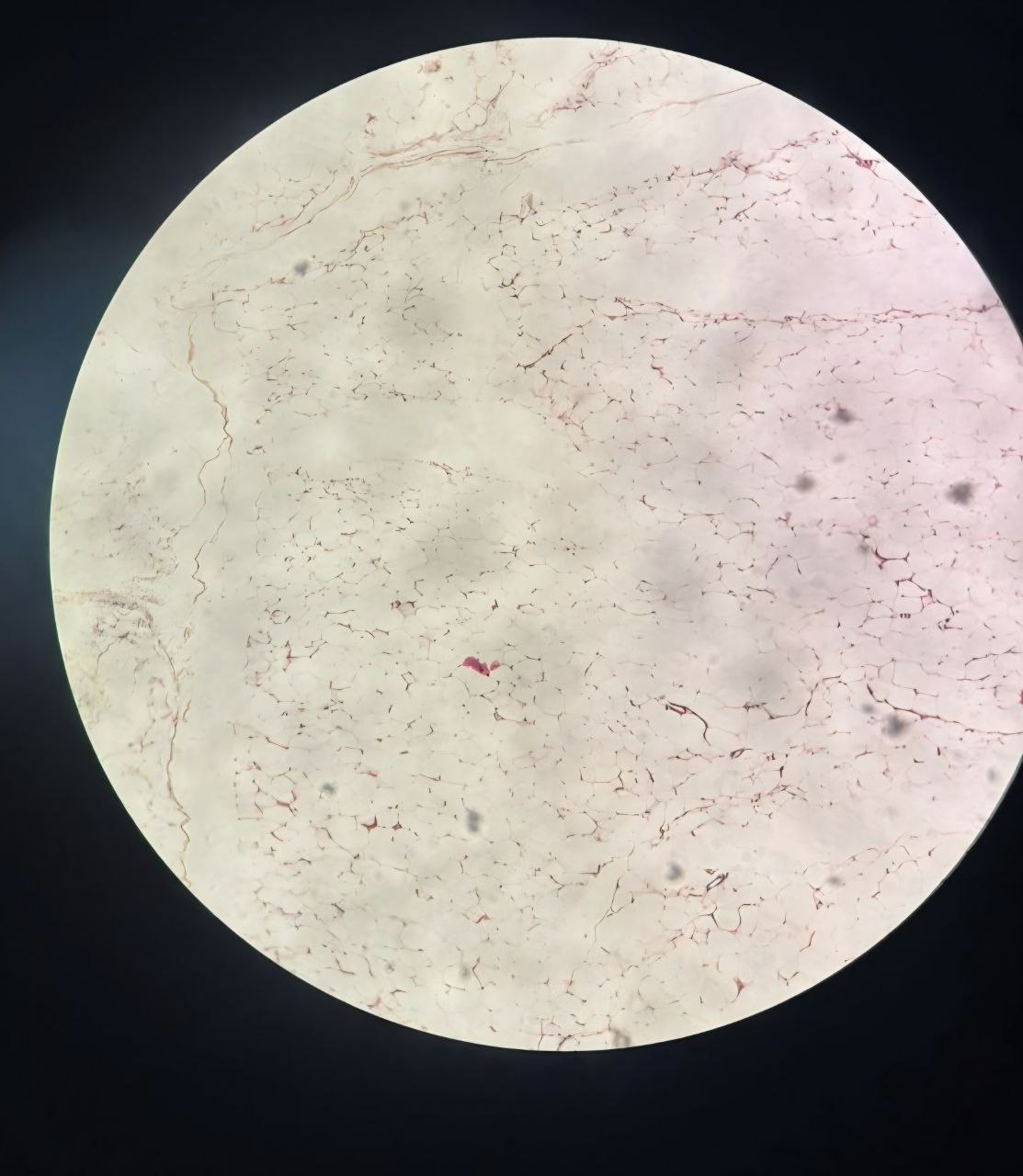 <p>Identify the tissue and mention one site</p>
