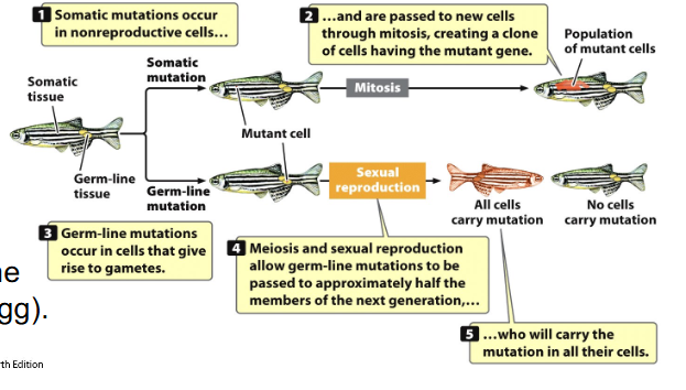 <p>Mistakes can occur at many levels (Translation Errors, Transcription Errors)</p>