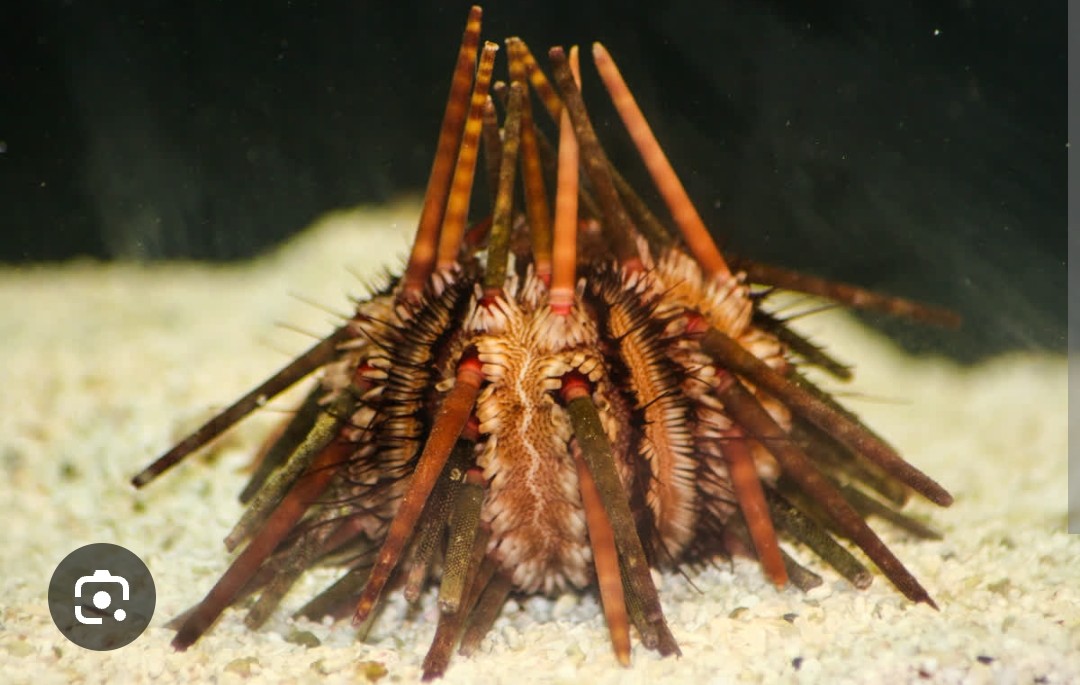 <p class="has-focus">Echinometridae family</p><p class="has-focus">primarily eats algae and other plant matter, but its diet is omnivorous, including invertebrates like sponges and mussels</p><p class="has-focus">look for a thick, blunt, "pencil-like" spine structure and a body that is often reddish-brown, tan, or orange-red</p>