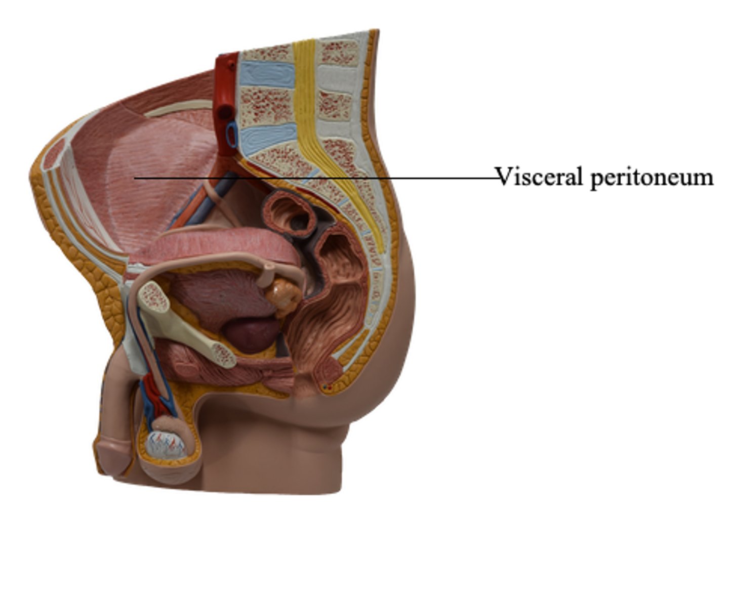 <p>organs: kidneys, liver, intestines</p>