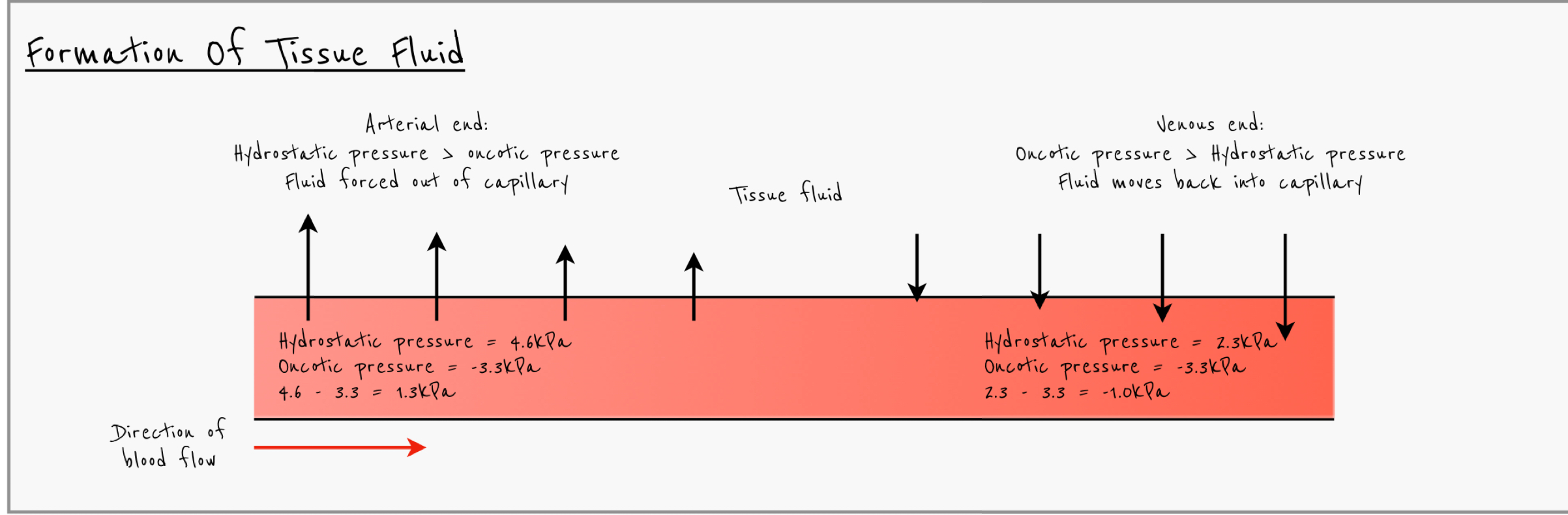 <ul><li><p>hydrostatic pressure (from heart beat) forces liquid out of capillaries and is higher than oncotic pressure at arterial end of capillary so water is forced out of capillary forming tissue fluid </p></li><li><p>As blood moves along capillary more fluid moves out so hydrostatic pressure decreases and by venous end of capillaries hydrostatic pressure falls while oncotic pressure remains the same </p></li><li><p>Plasma proteins are too large to leave capillary so water potential remains constant </p></li><li><p>Water moves back into capillary by osmosis at venous end and most tissue fluid moves back into capillaries </p></li></ul>