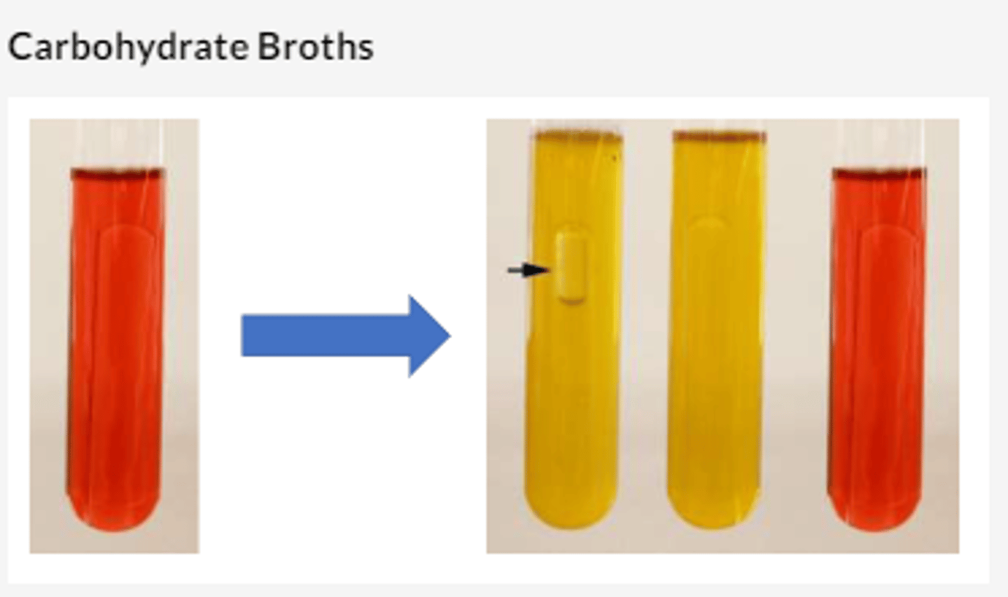 <p>the phenol red carbohydrate broth family is a family of broths which consist of a sugar (a substrate) and phenol red (an indicator). these broths are a type of differential microbiological growth medium. sometimes a durham tube is include to detect the production of carbon dioxide, such as in our glucose broths.</p><p>when the bacteria utilize the carbohydrate acidic by-products are released, leading to a/an decrease in pH and the media turns yellow. this positive result is represented by an A (acidic) or A+G if gas is present.</p><p>if the bacteria doesn't utilize the carbohydrate, it utilizes proteins instead, leading to a/an increase in the pH and the media turns a darker red. this negative result is represented by a K (alKaline).</p>