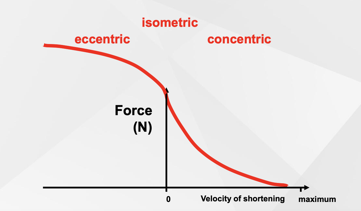 <ul><li><p><span><span>Eccentric training: higher forces, important for hypertrophy</span></span></p></li><li><p><span><span>Specificity = what type of muscle work is required by sport</span></span></p></li><li><p><span><span>Order:</span></span></p></li><li><p><span><span>Multi-joint before single-joint</span></span></p></li><li><p><span><span>Large muscle groups before small muscle groups (eg. Importance of small muscle groups in stabilisation = safety, performance considerations)</span></span></p></li><li><p><span><span>High intensity before low intensity</span></span></p></li></ul><p></p>