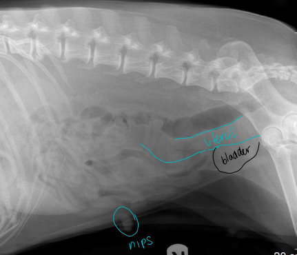 <p>Uterine disease  on Radiographs </p>