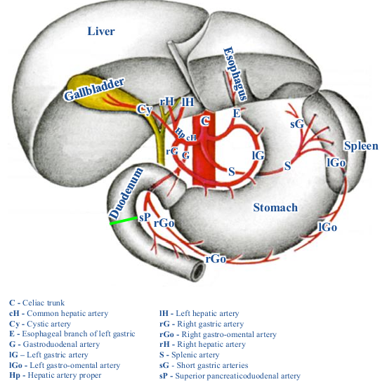 <p>-esophagus</p><p>-stomach</p><p>-liver</p><p>-gallbladder</p><p>-pancreas</p><p>-duodenum (only part proximal to entrance of the bile duct approximated by green line)</p>
