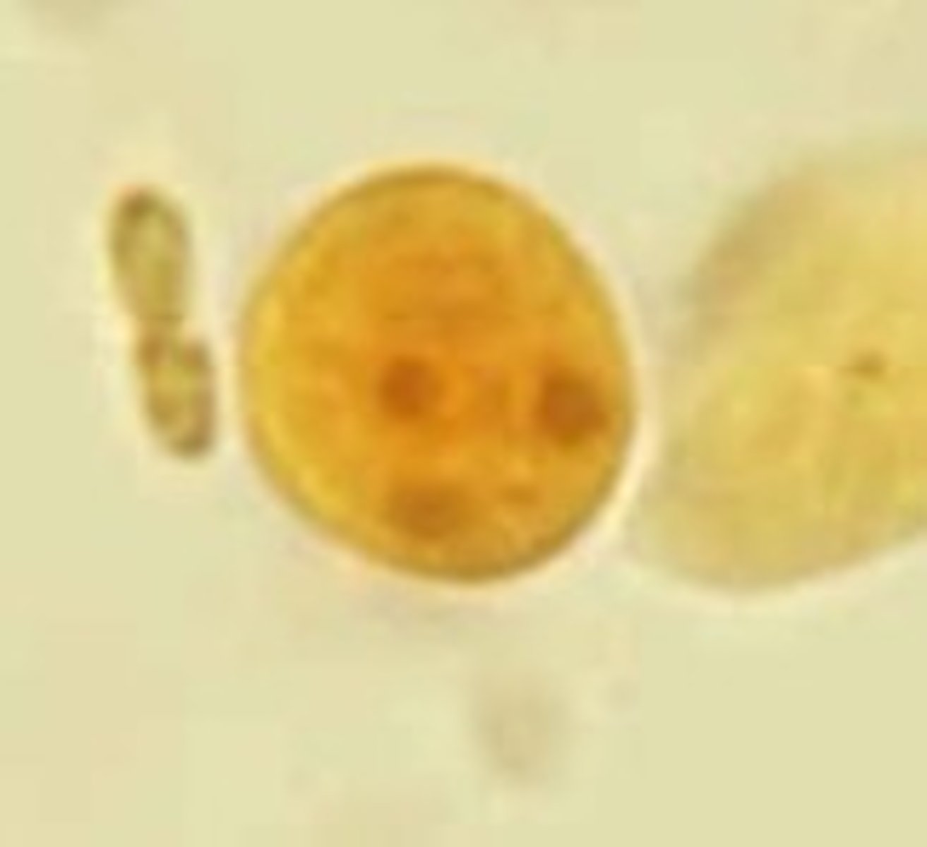 <p>Identify the parasite</p>