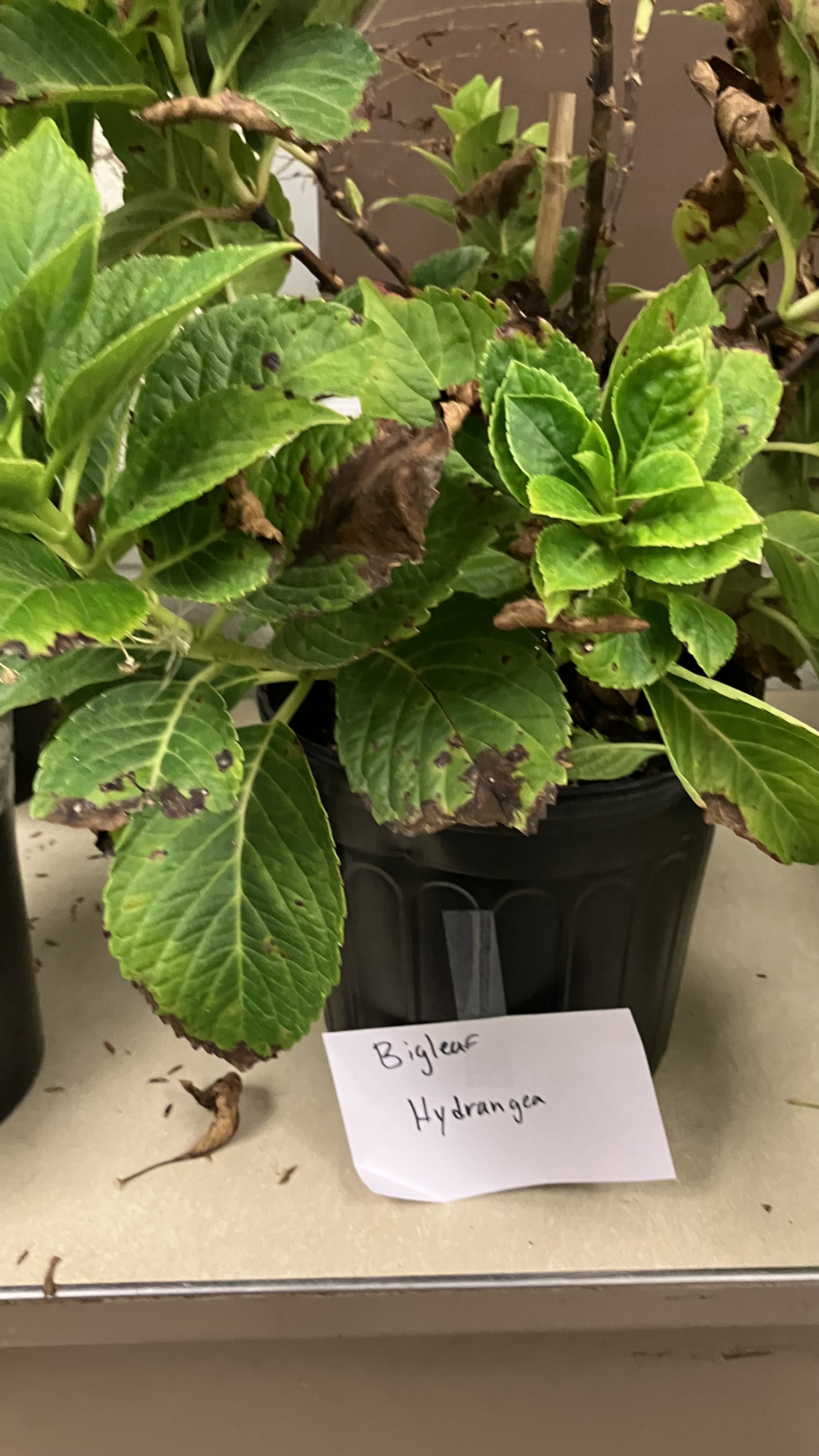 <p>Hydrangea macrophylla</p>