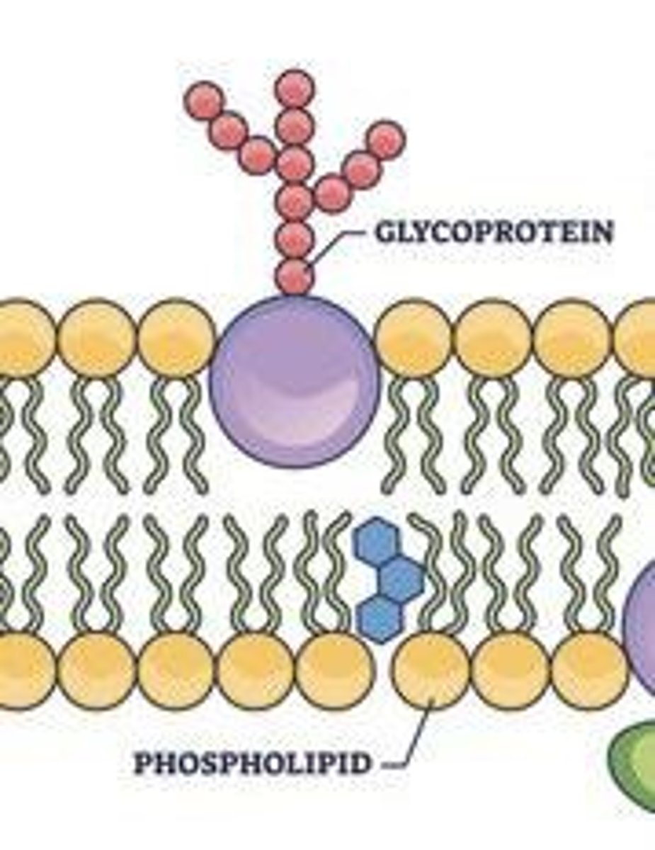 <p>Combinations of carbohydrates and proteins that form antibodies and recognition/receptor molecules</p>