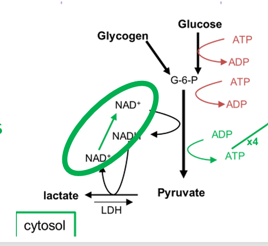 <p>recycled NAD to enable continued glycolysis</p>