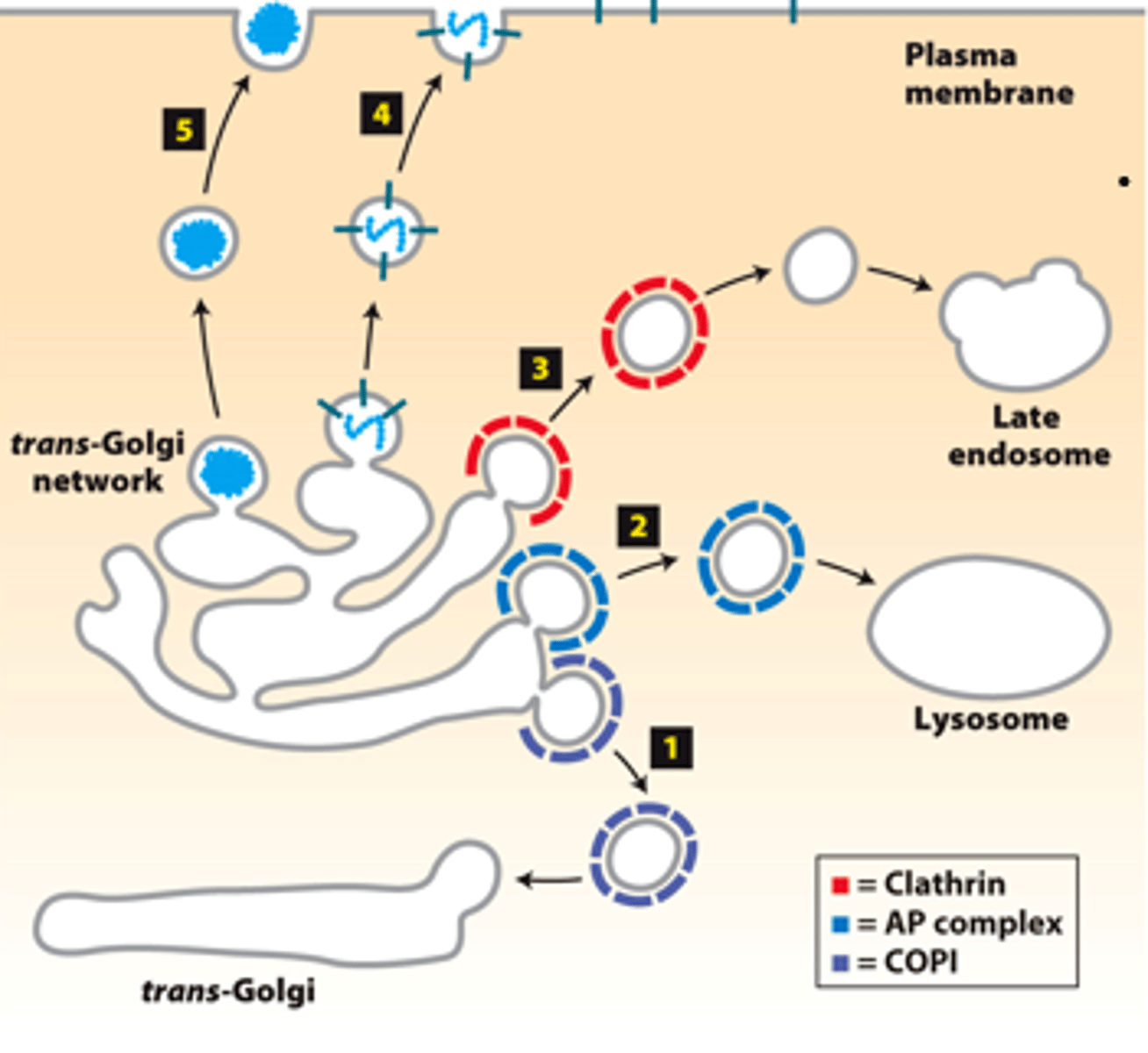 <p>vesicle-mediated protein trafficking from the _______-__________ network</p>