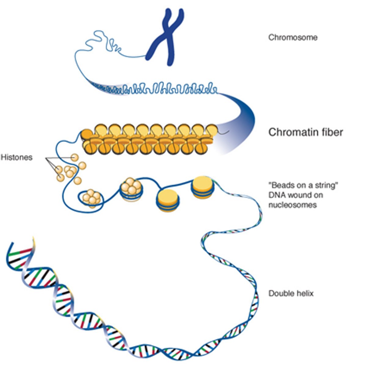<p>Supercoiled around histone proteins.</p>