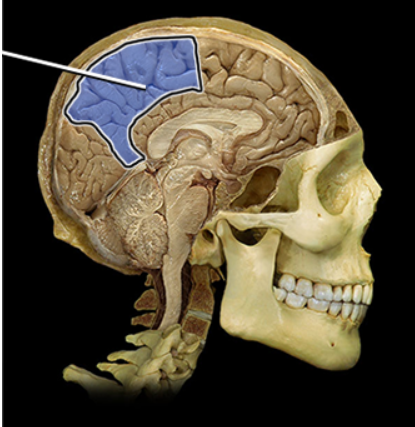 <p><span><span>Parietal lobe</span></span></p>