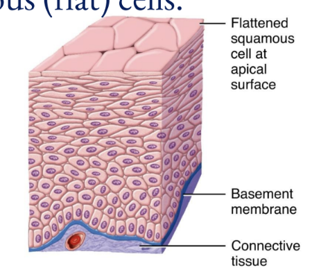 <ul><li><p>Has an apical surface that is made up of flat cells </p></li><li><p>The other layers have different shapes, but the name is based on the apical layer</p></li><li><p>The many layers are ideal for protection against strong friction forces</p></li></ul><p></p>