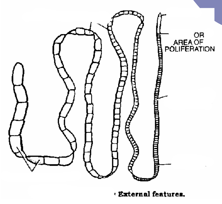 <p>what specie, parts</p>