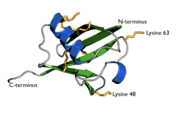<ul><li><p>Small regulatory protein (8.5kDa)</p></li></ul><p>Single ubiquitin molecules or chains of ubiquitin are added to substrate proteins</p><ul><li><p><span style="background-color: inherit; line-height: 22px;"><span>Dependent in how chain is built- the signal will mean something different to the machinery</span></span><span style="line-height: 22px;"><span> </span></span></p></li></ul><p>Ubiquitination (also called Ubiquitylation)</p><p></p>